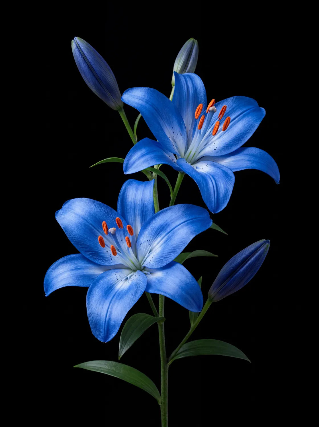 Tableau Lys bleus | en Métal Format A3