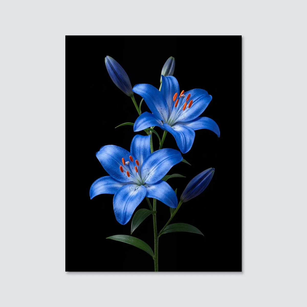 Tableau Lys bleus | en Métal Format A3