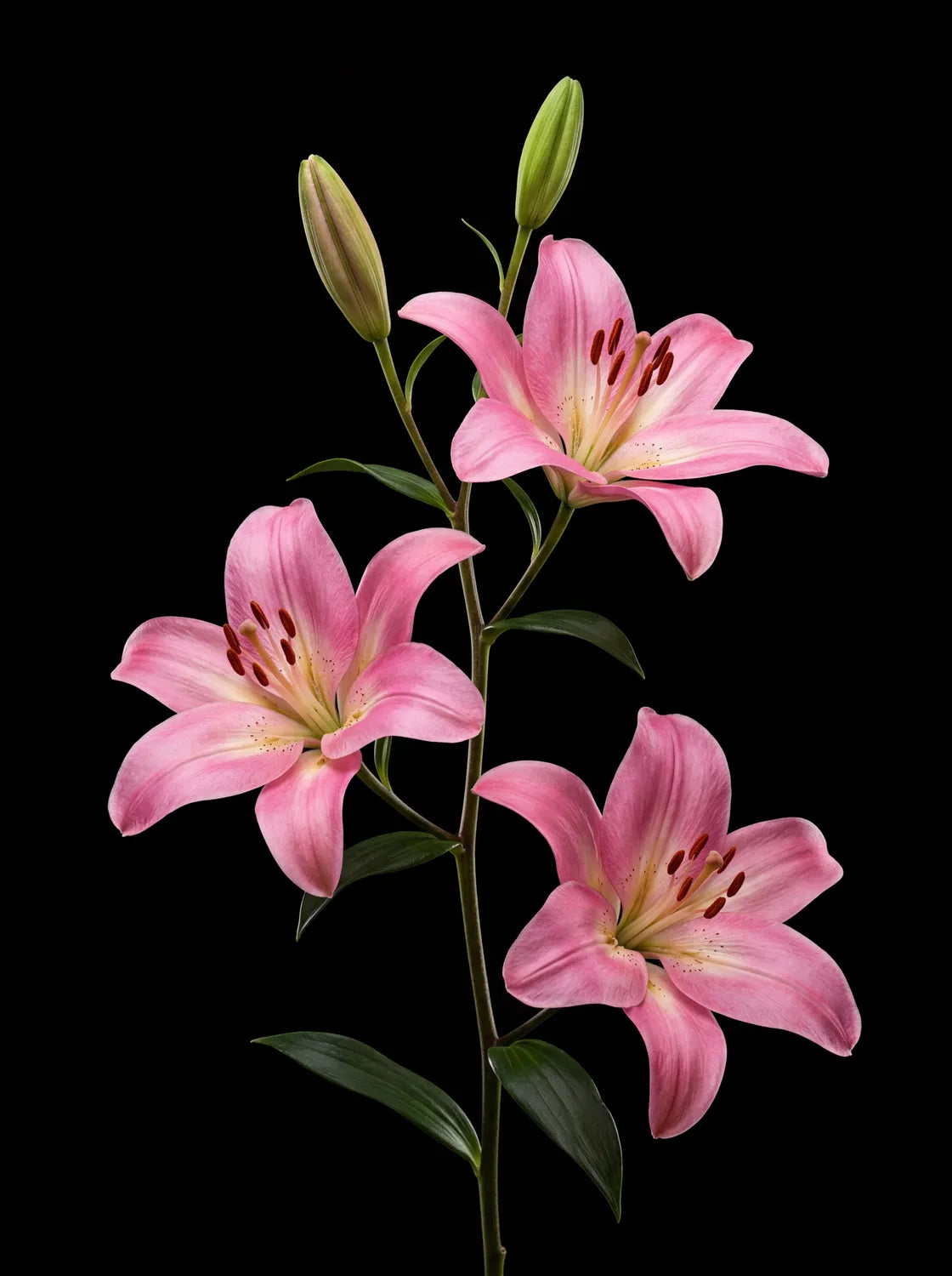 Tableau Lys Orientaux roses | en Métal Format A3