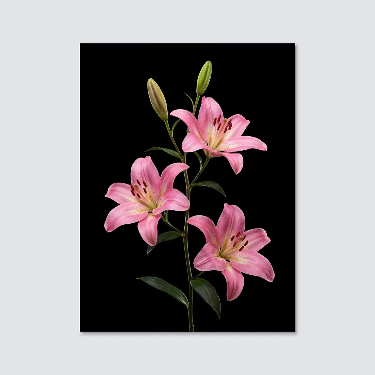 Tableau Lys Orientaux roses | en Métal Format A3