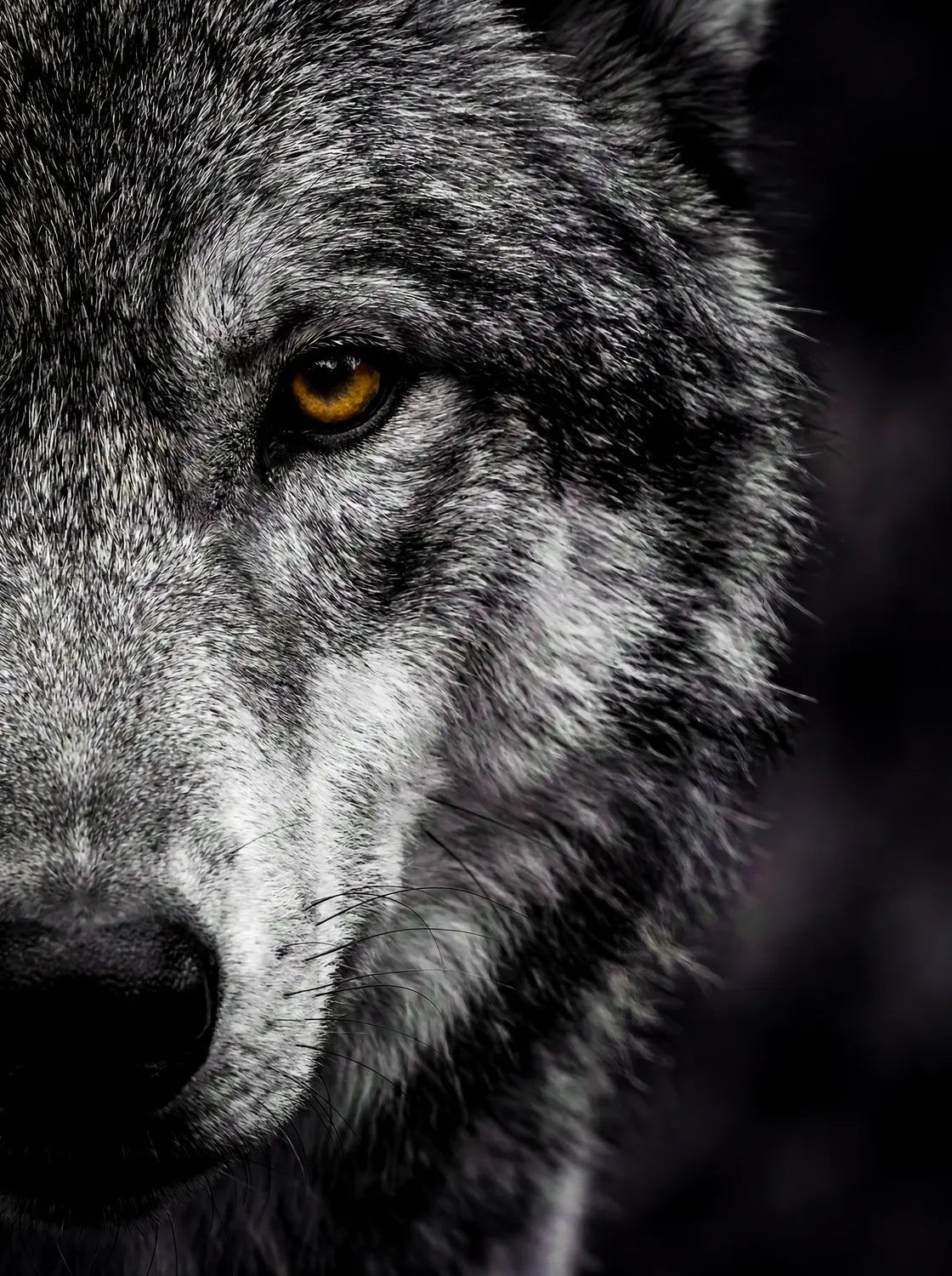 Tableau Loup Portrait | en Métal Format A3