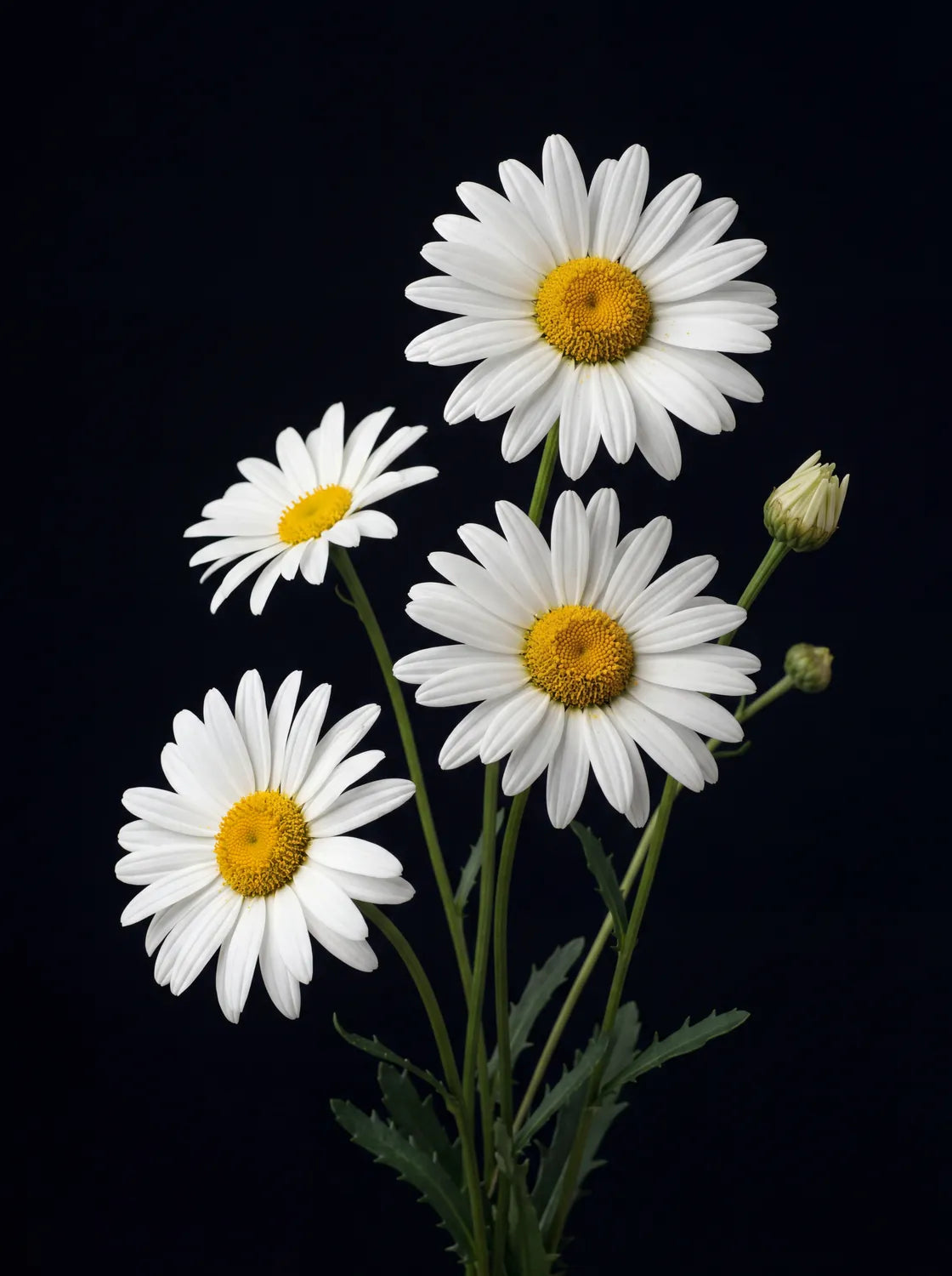 Tableau Marguerites Blanches | en Métal Format A3