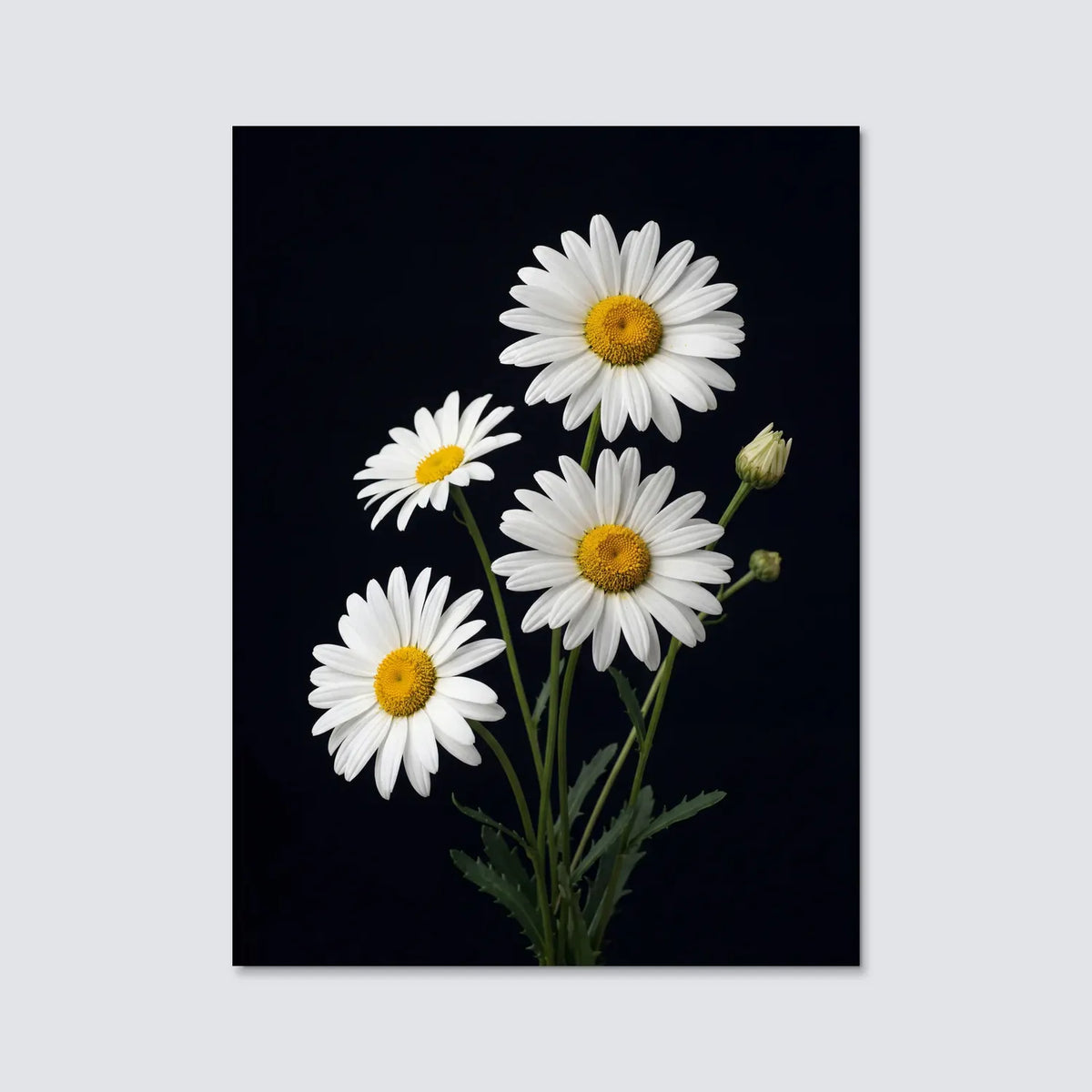 Tableau Marguerites Blanches | en Métal Format A3