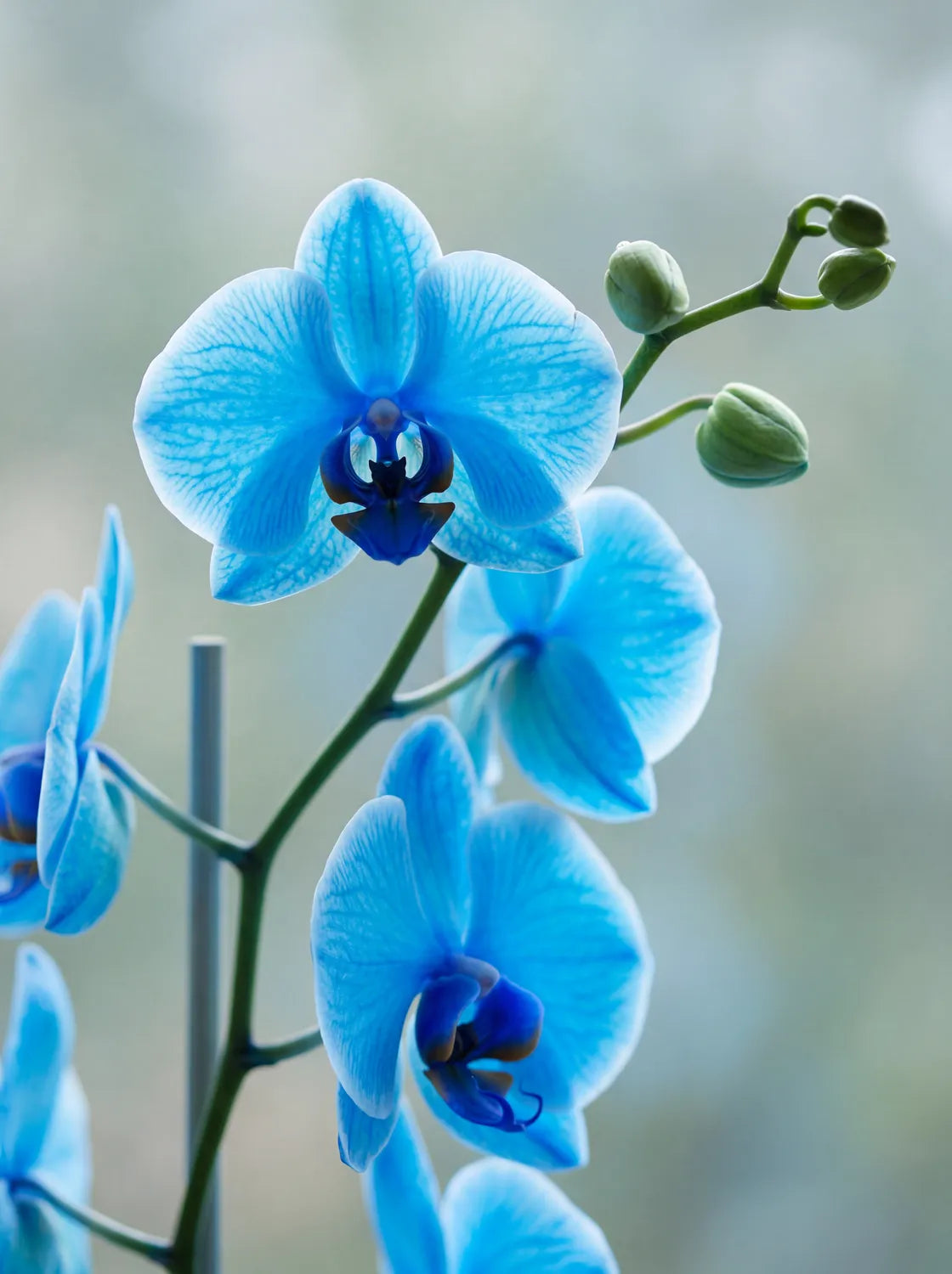 Tableau Orchidée Papillon Bleue | en Métal Format A3