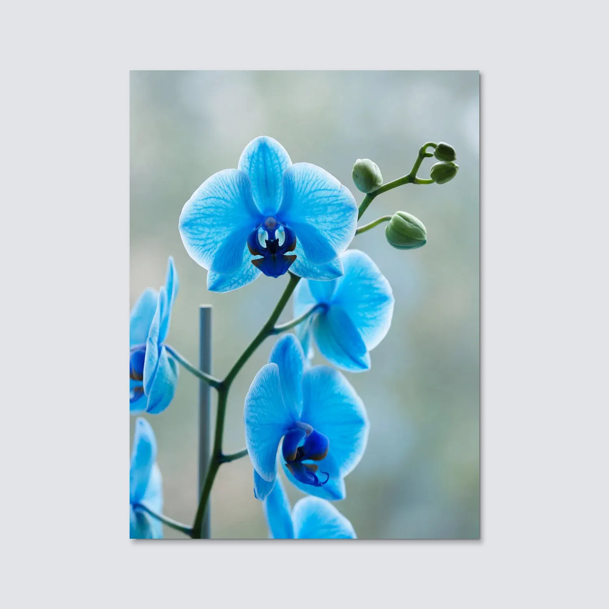 Tableau Orchidée Papillon Bleue | en Métal Format A3