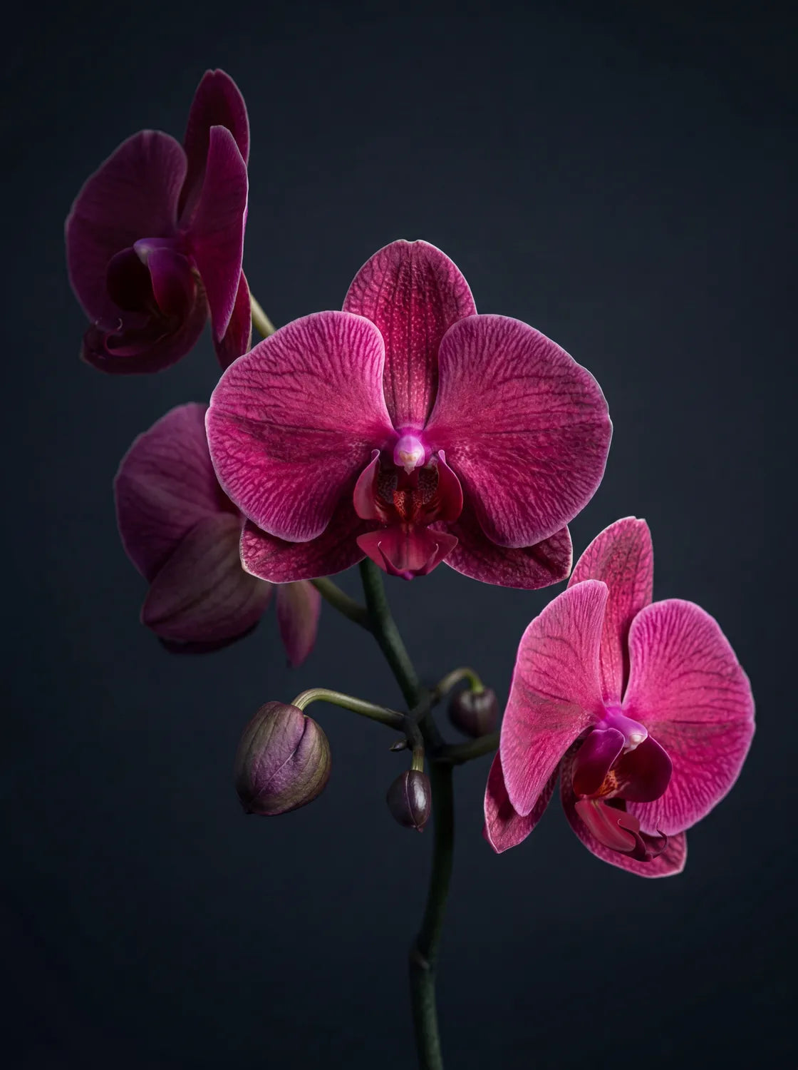 Tableau Orchidée Papillon rose | en Métal Format A3