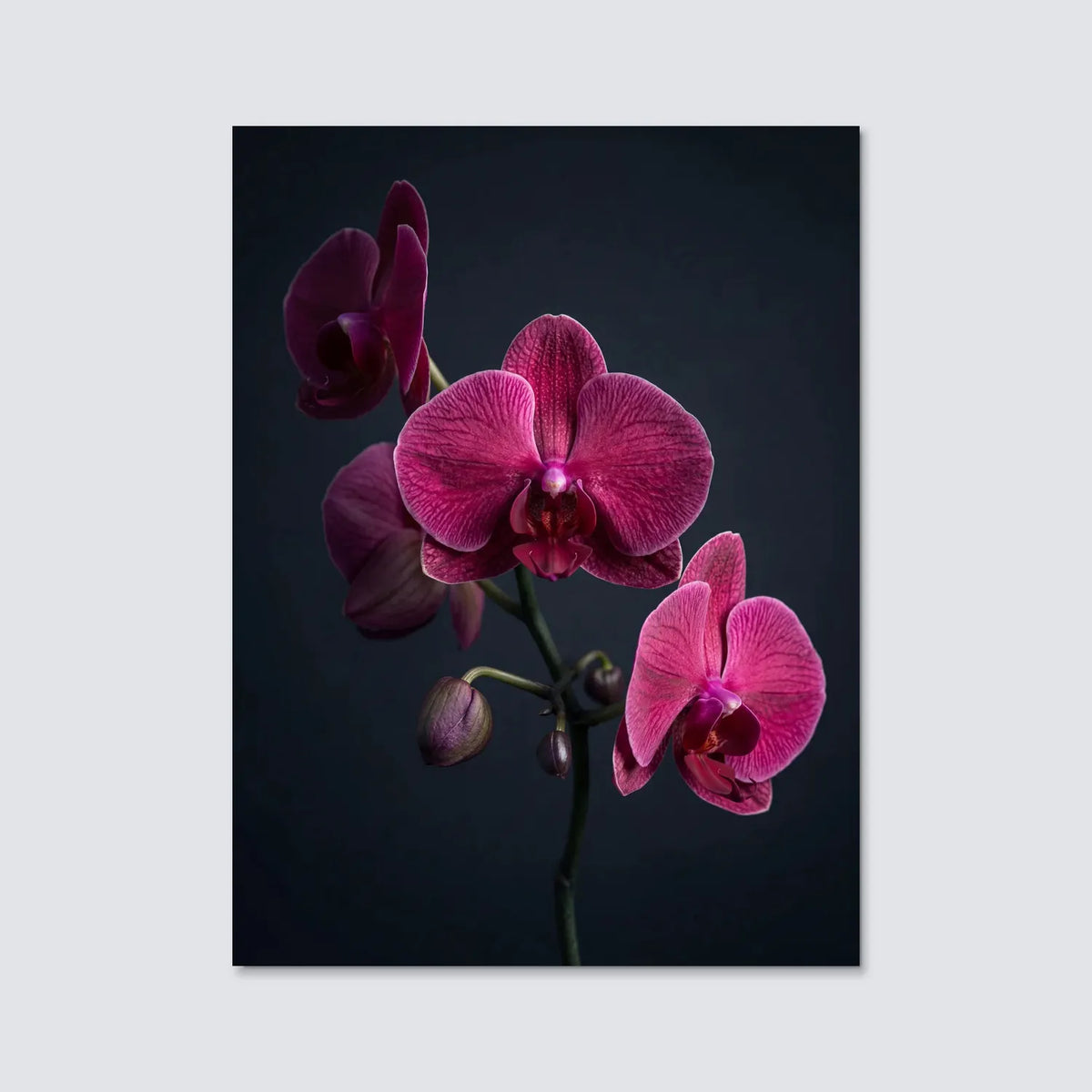 Tableau Orchidée Papillon rose | en Métal Format A3