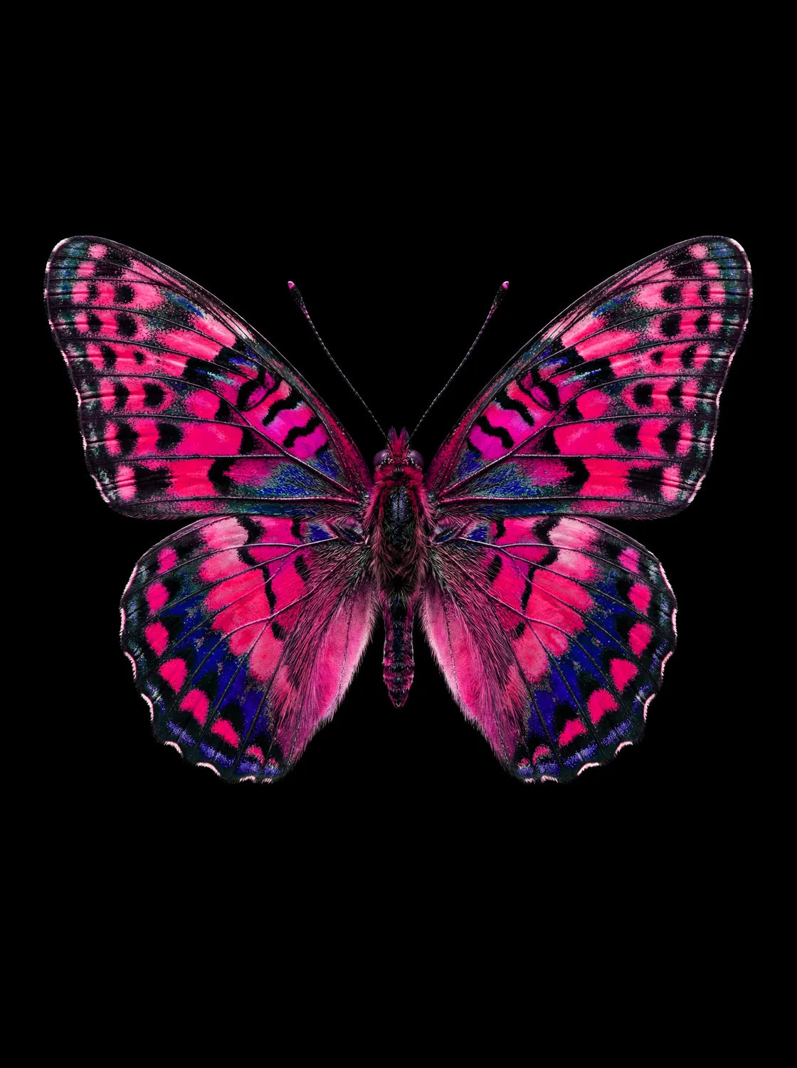 Tableau Papillon Fuchsia | en Métal Format A3