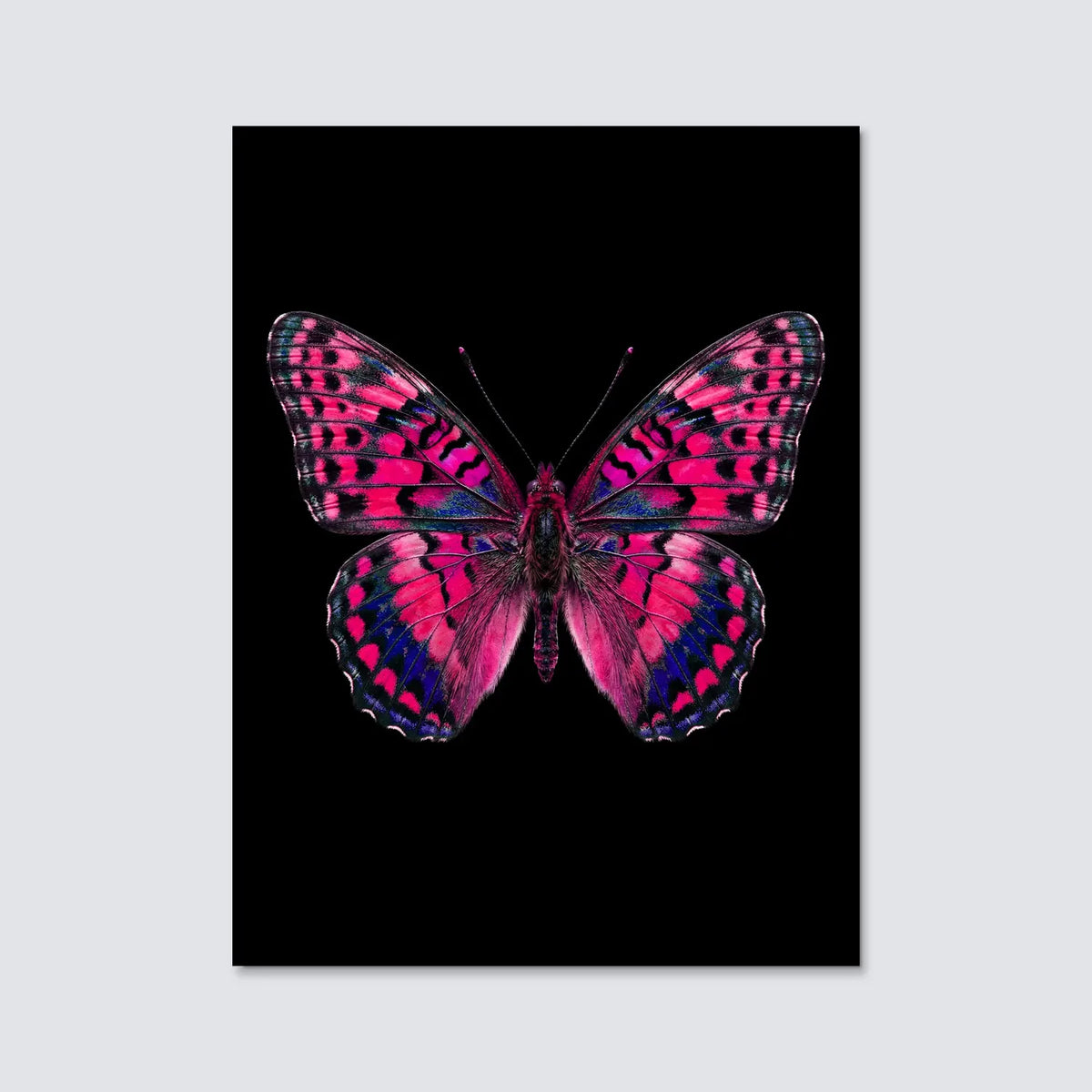 Tableau Papillon Fuchsia | en Métal Format A3