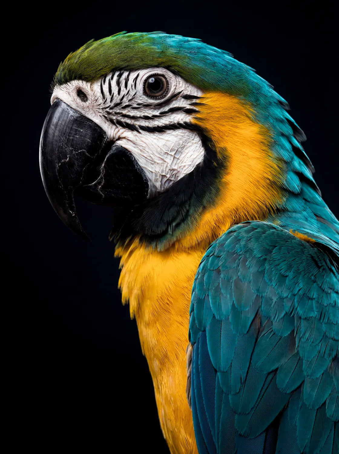 Tableau Portrait de Perroquet | en Métal Format A3