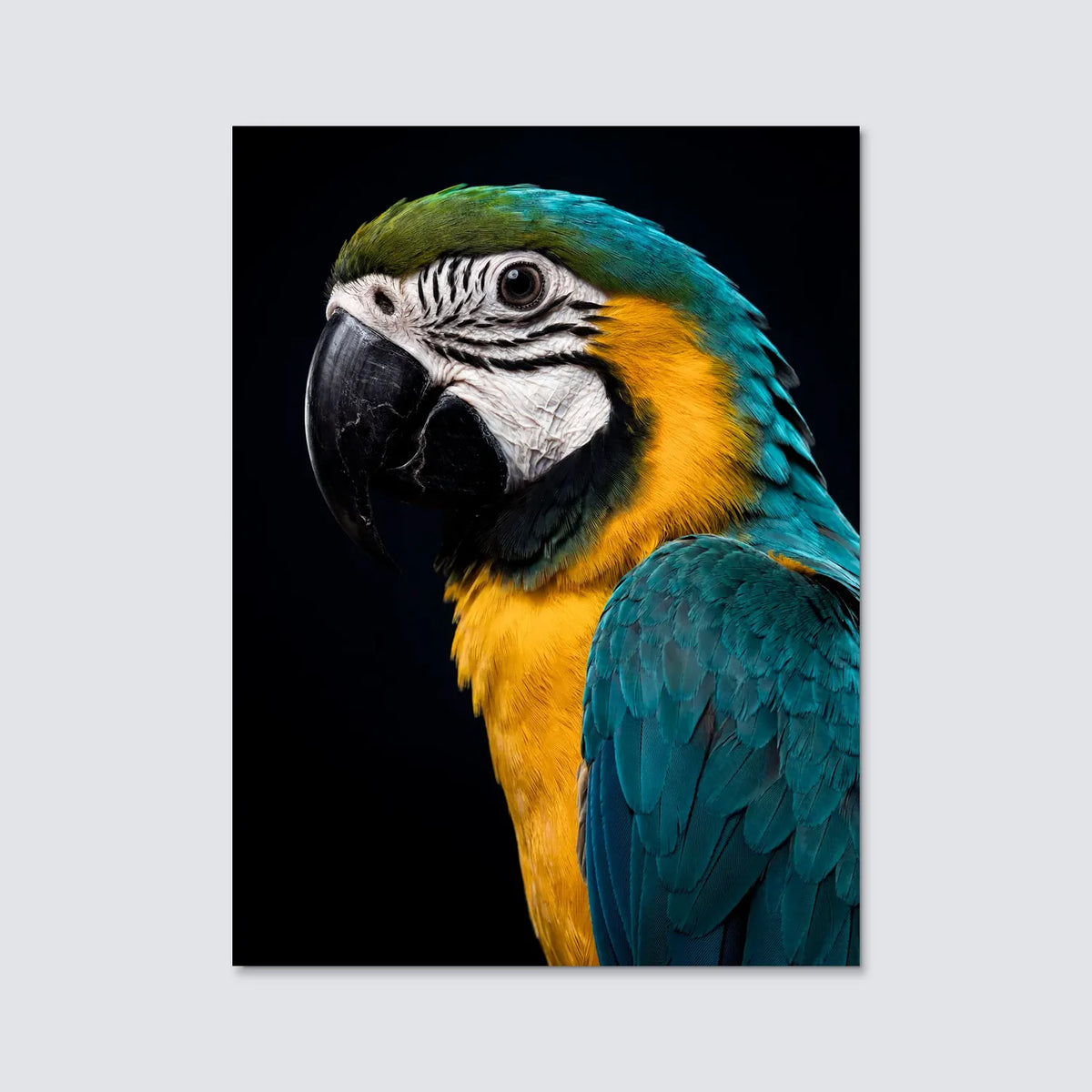 Tableau Portrait de Perroquet | en Métal Format A3