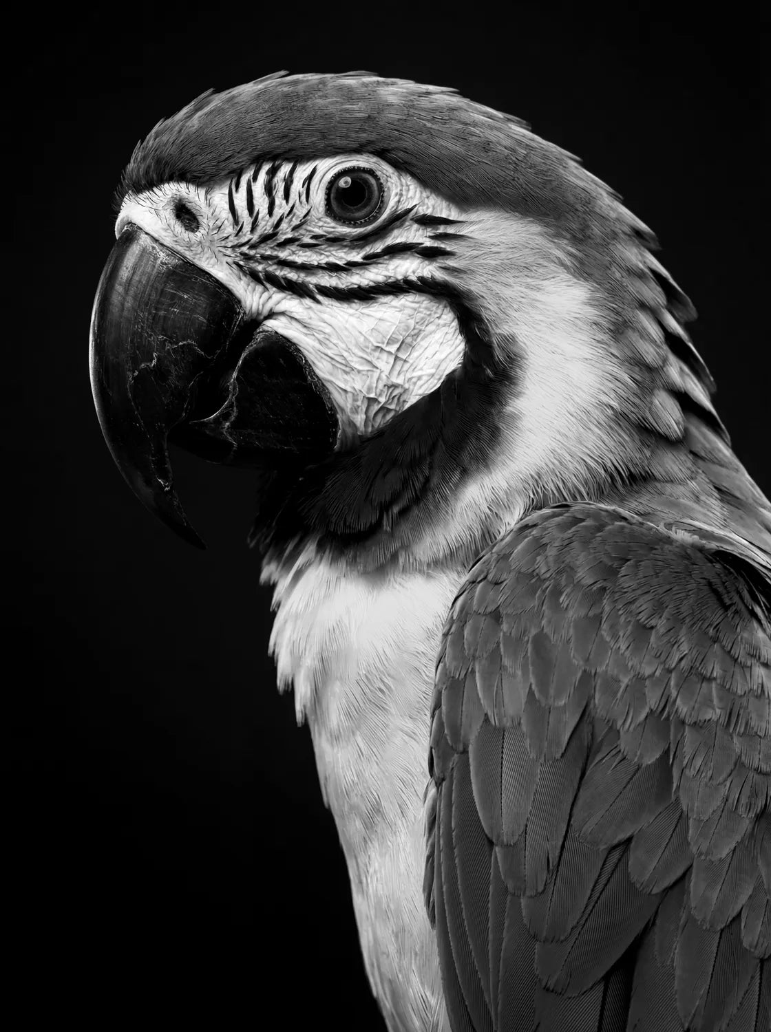 Tableau Portrait de Perroquet N&B | en Métal Format A3