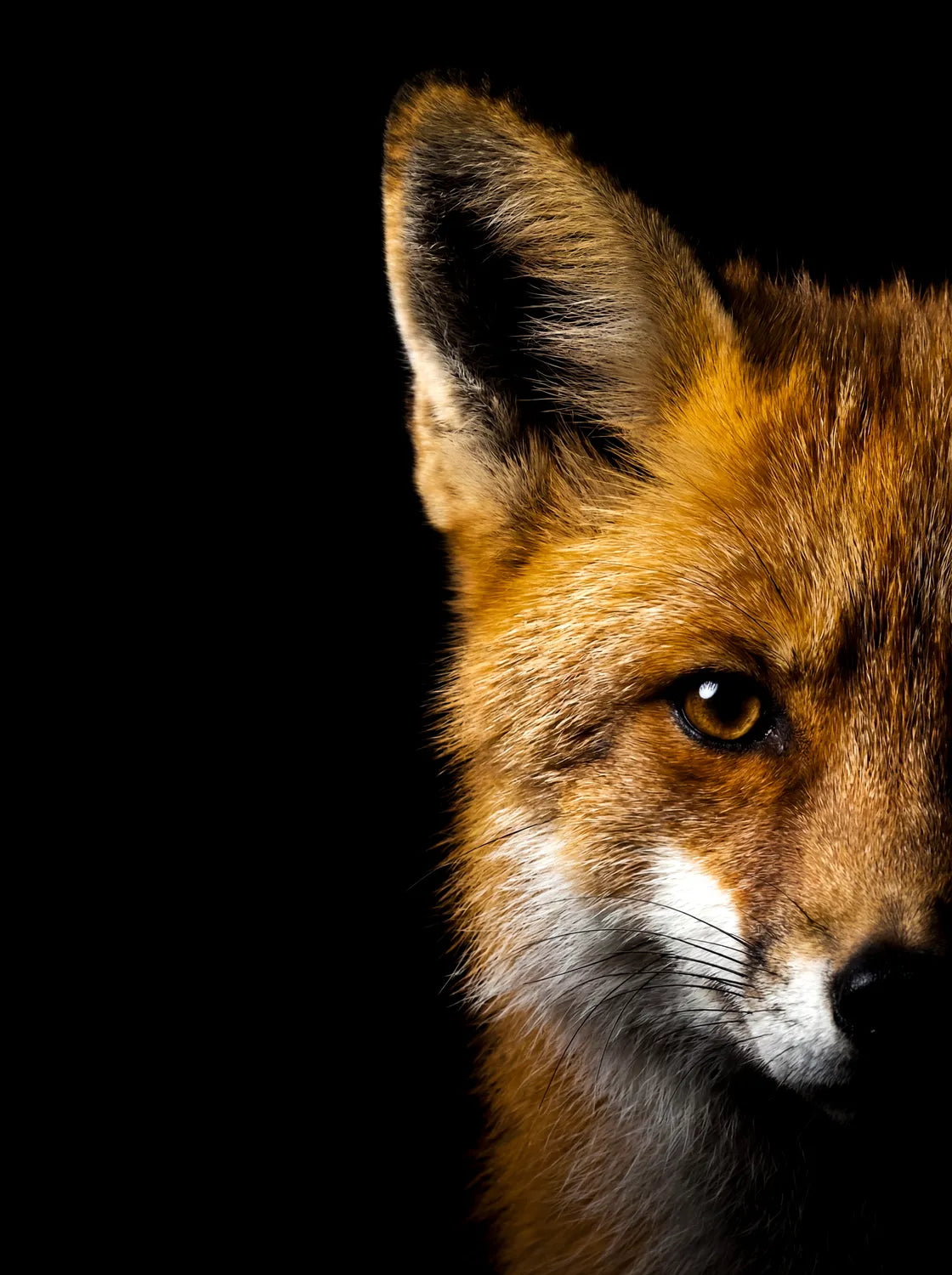 Tableau Portrait de Renard | en Métal Format A3