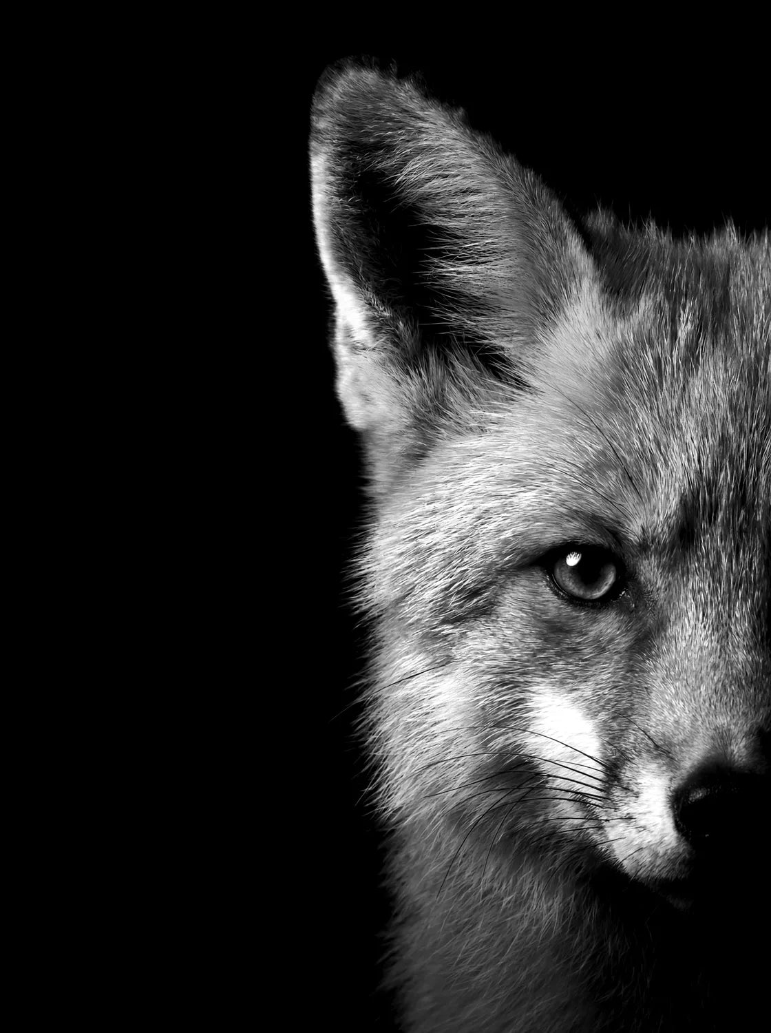 Tableau Portrait de Renard N&B | en Métal Format A3