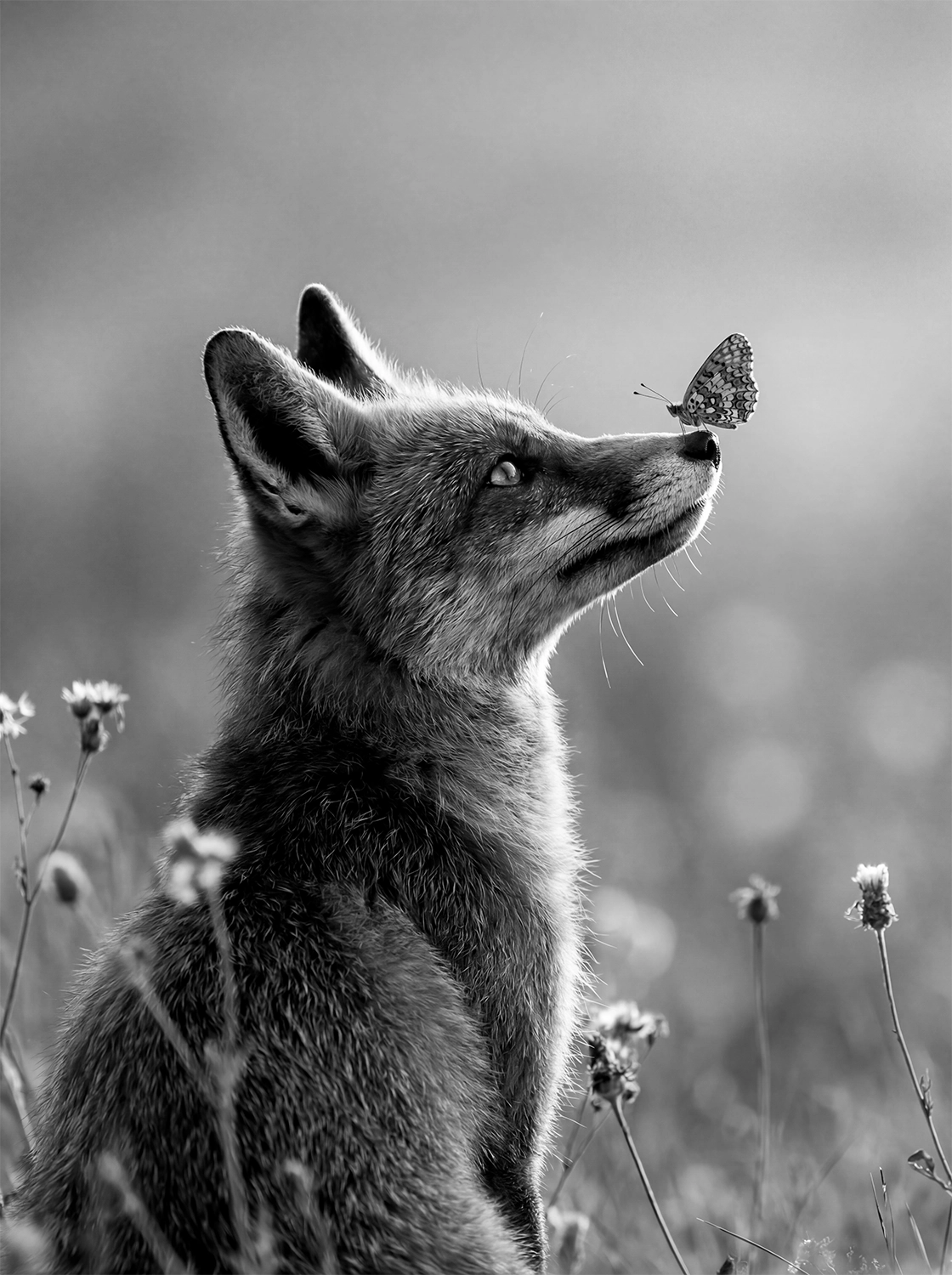 Tableau Renard et Papillon N&B | en Métal Format A3