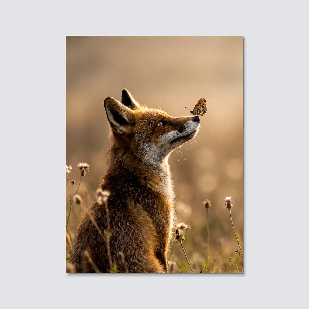 Tableau Renard et Papillon | en Métal Format A3