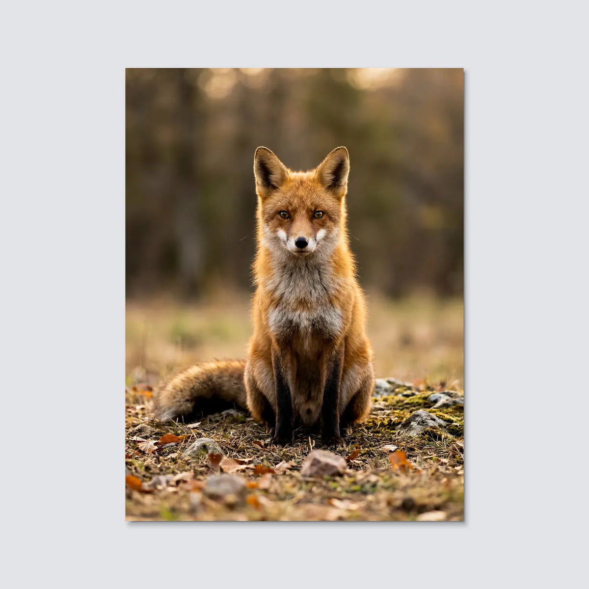 Tableau Renard Sauvage | en Métal Format A3