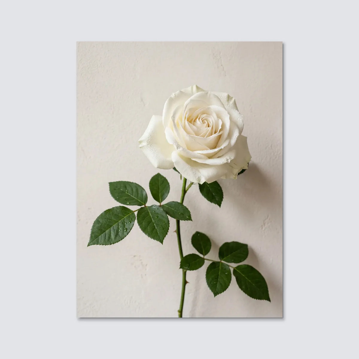 Tableau Rose Blanche fond blanc | en Métal Format A3