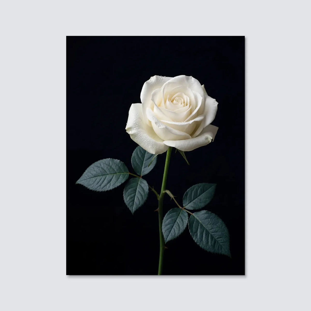 Tableau Rose Blanche fond noir | en Métal Format A3