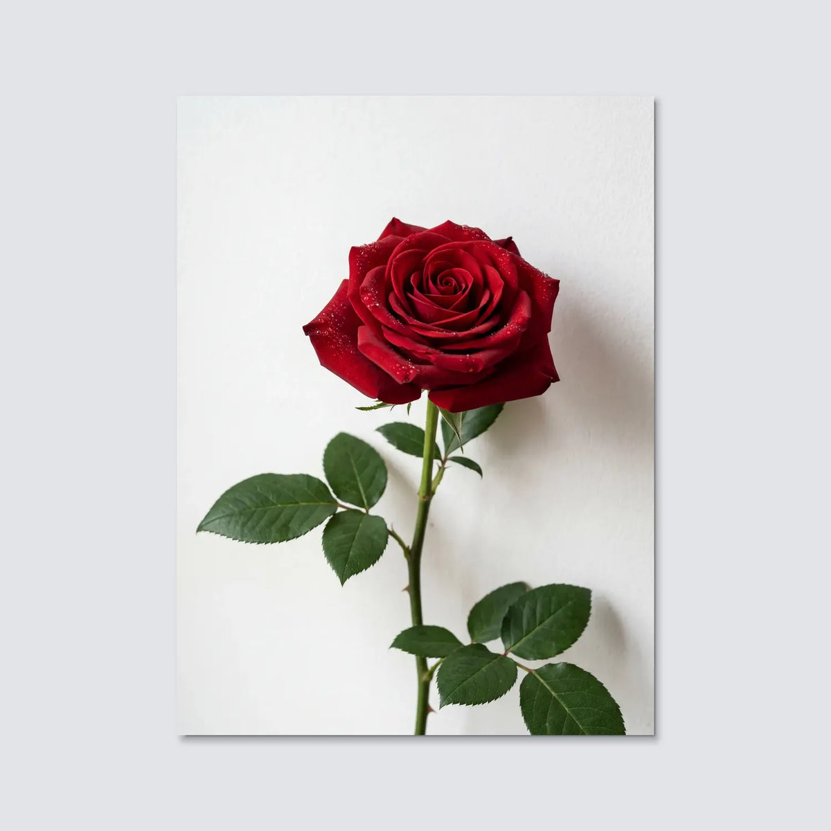 Tableau Rose Rouge fond blanc | en Métal Format A3