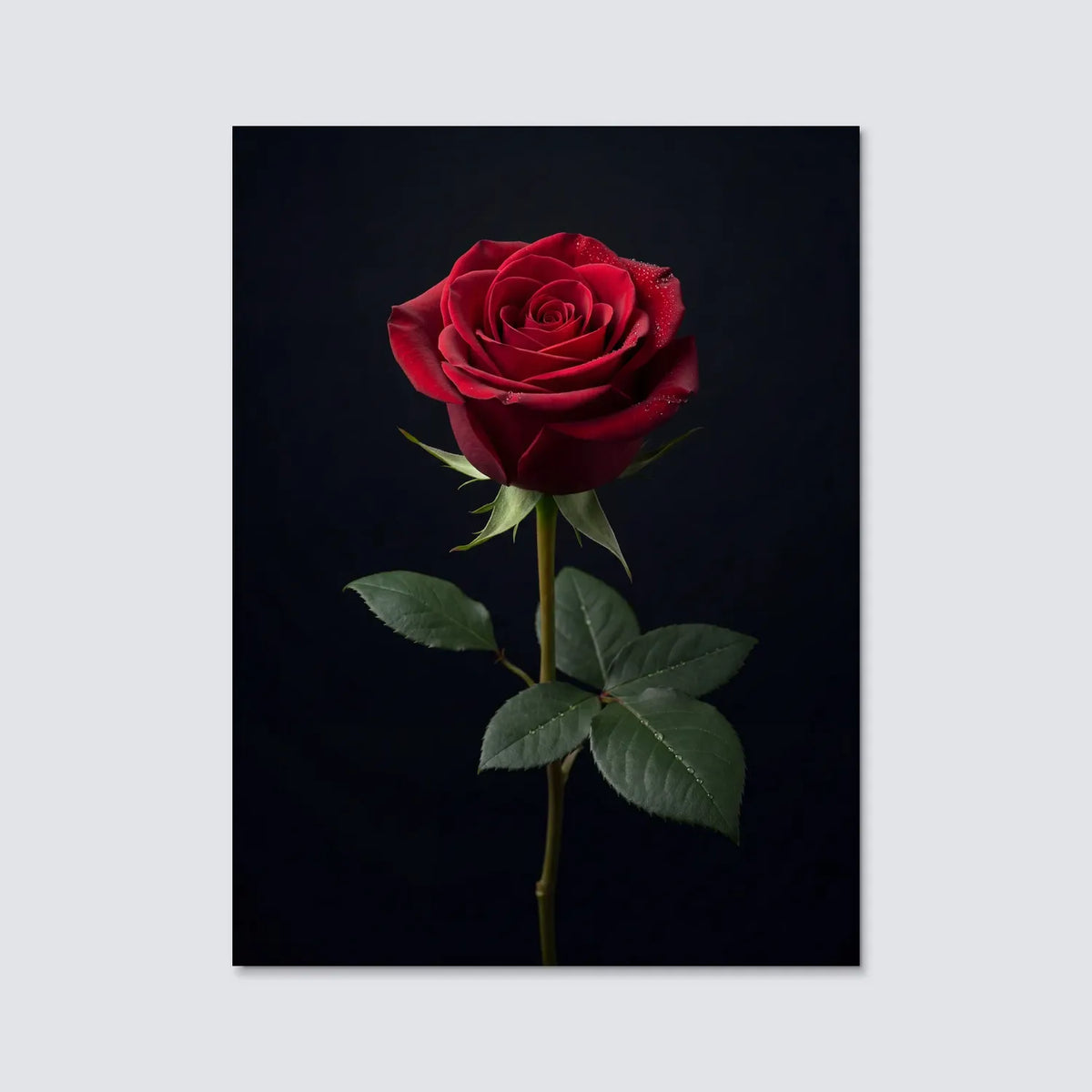 Tableau Rose Rouge fond noir | en Métal Format A3