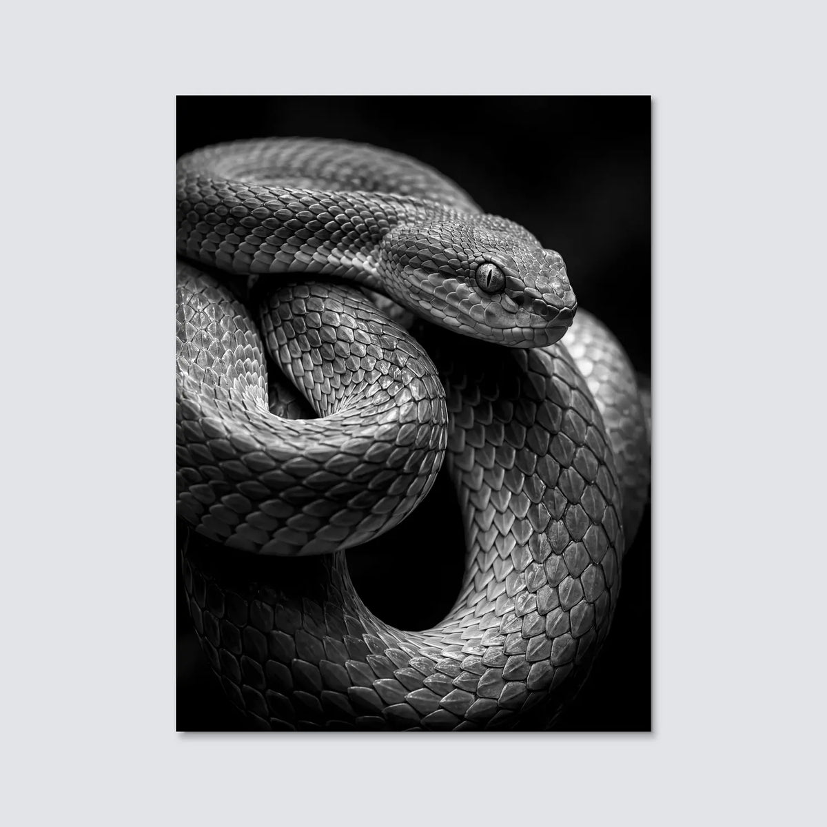 Tableau Serpent Royal N&B | en Métal Format A3