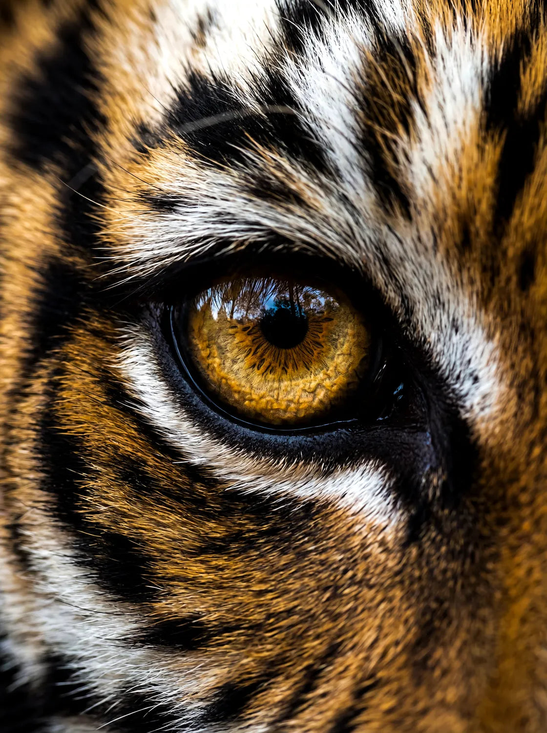 Tableau Œil de Tigre | en Métal Format A3