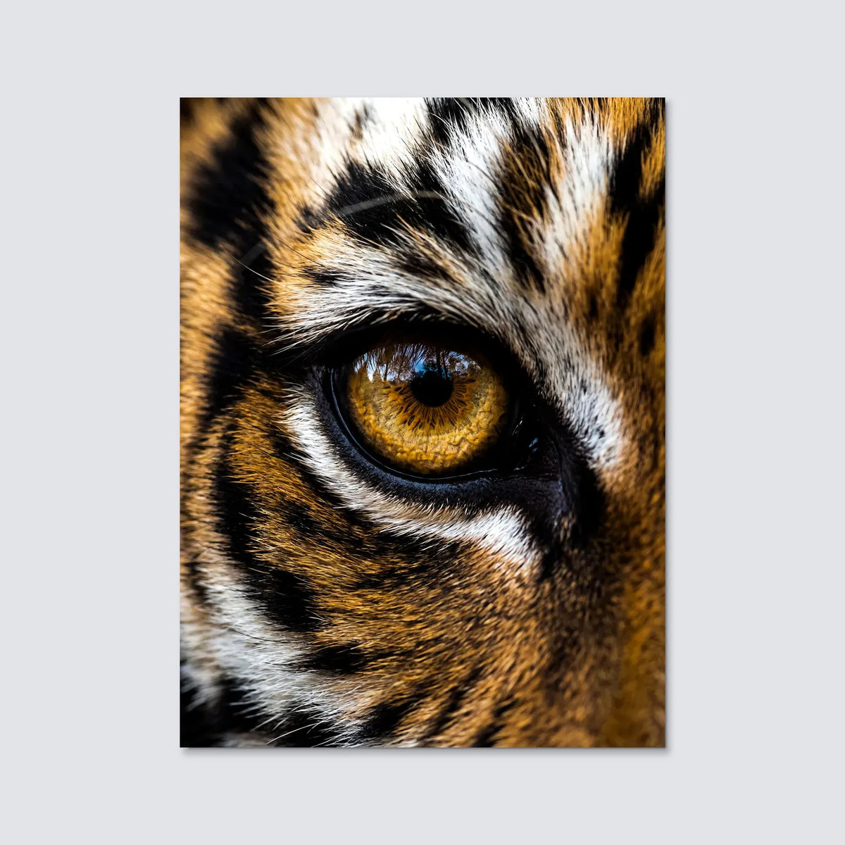 Tableau Œil de Tigre | en Métal Format A3