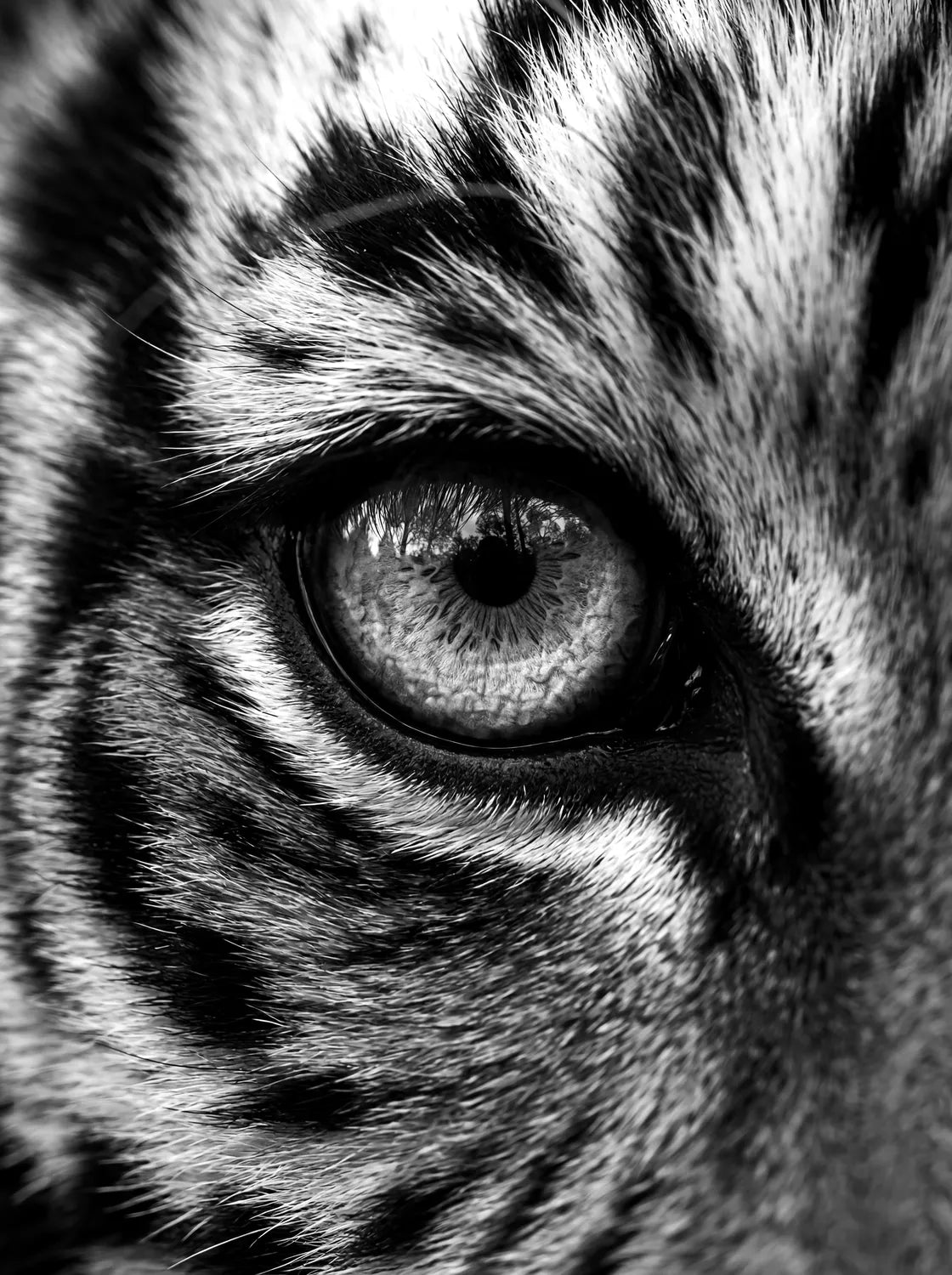 Tableau Œil de Tigre N&B | en Métal Format A3