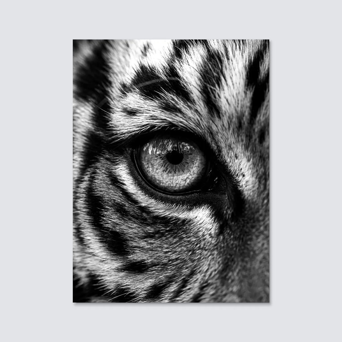 Tableau Œil de Tigre N&B | en Métal Format A3