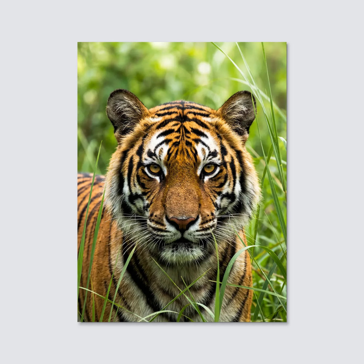 Tableau Tigre Sauvage | en Métal Format A3