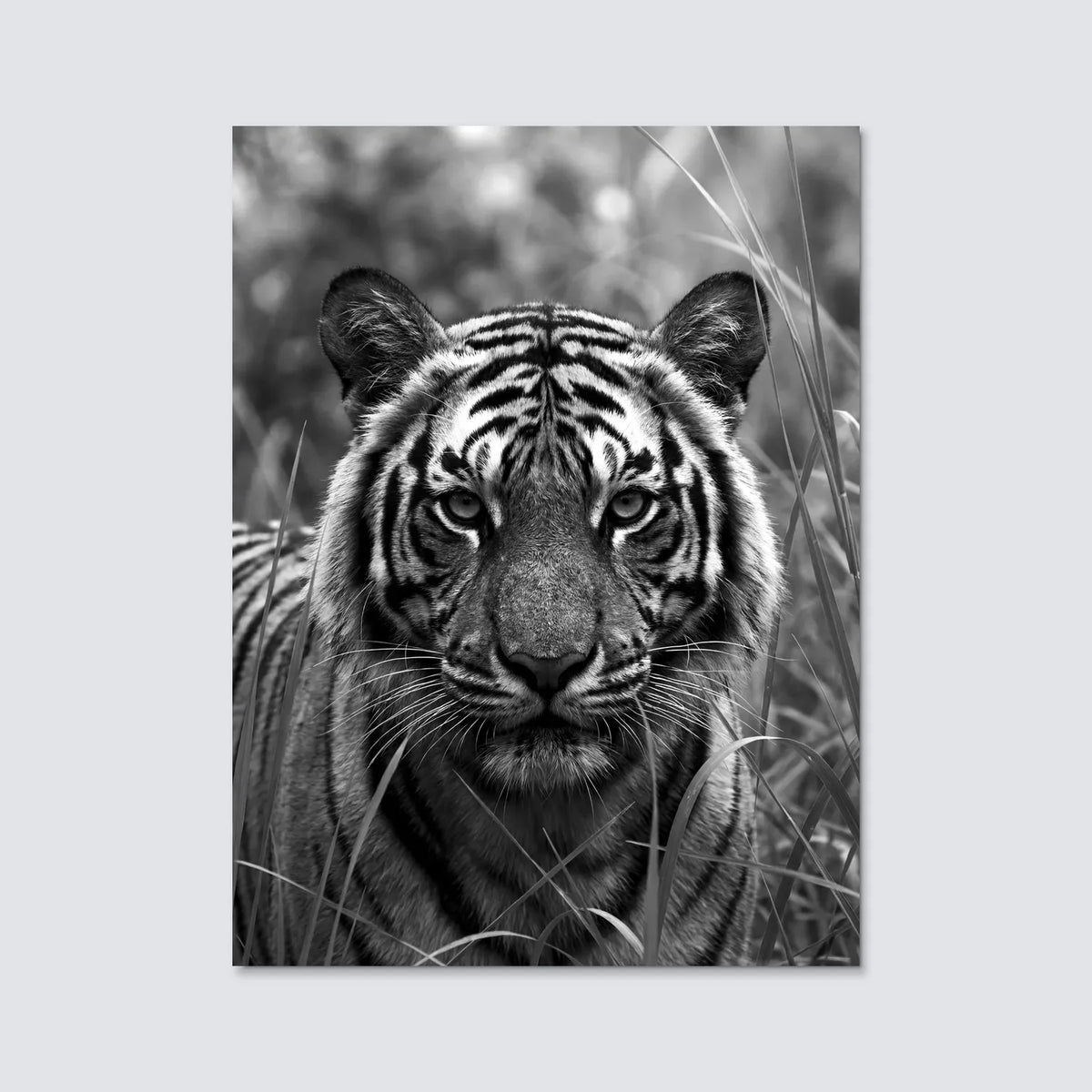 Tableau Tigre Sauvage N&B | en Métal Format A3