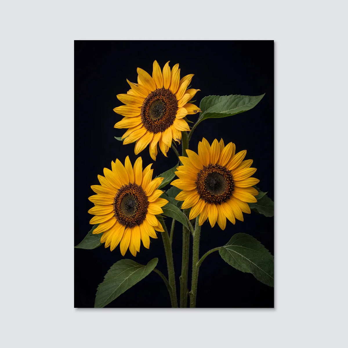 Tableau Tournesols | en Métal Format A3