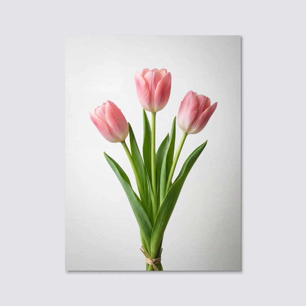 Tableau Tulipes Roses fond blanc | en Métal Format A3