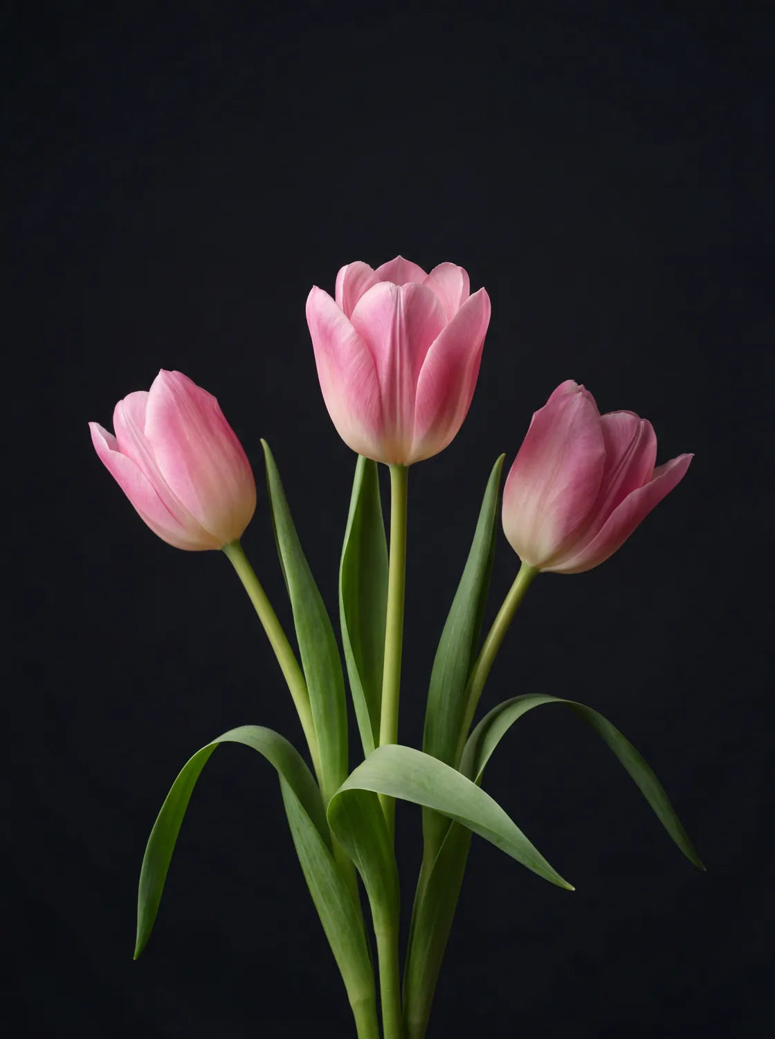 Tableau Tulipes Roses fond noir | en Métal Format A3