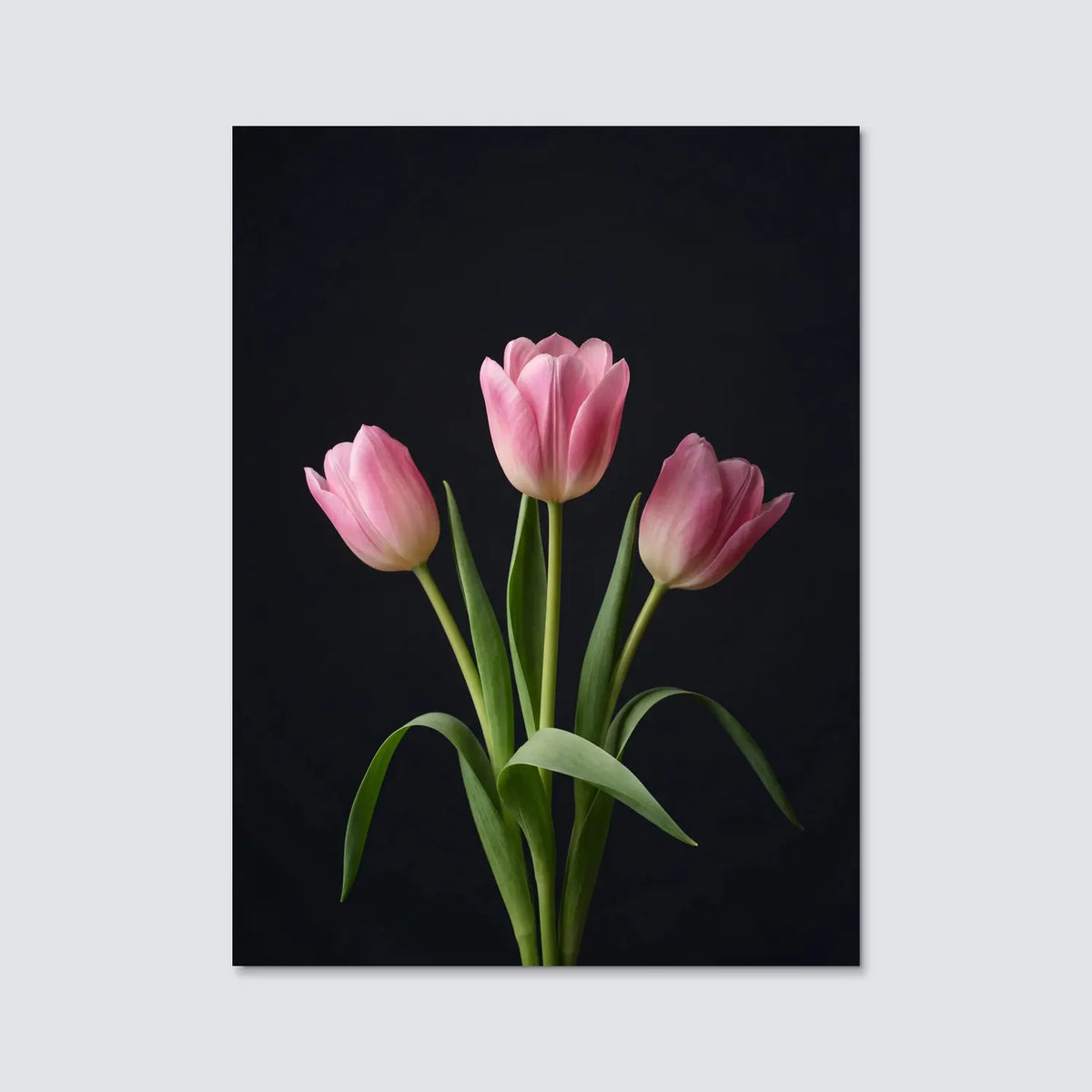 Tableau Tulipes Roses fond noir | en Métal Format A3