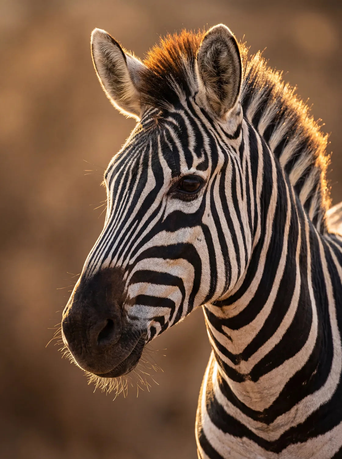 Tableau Portrait de Zèbre | en Métal Format A3