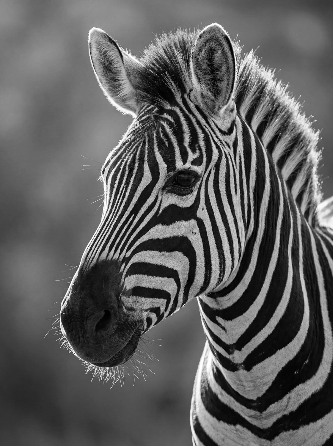 Tableau Portrait de Zèbre N&B | en Métal Format A3