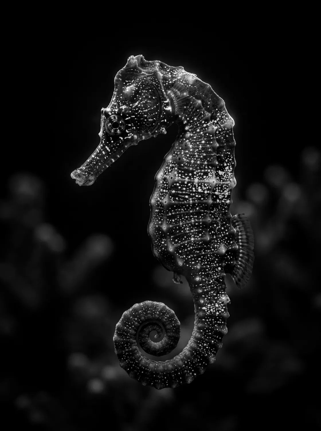 Tableau Hippocampe N&B | en Métal Format A3