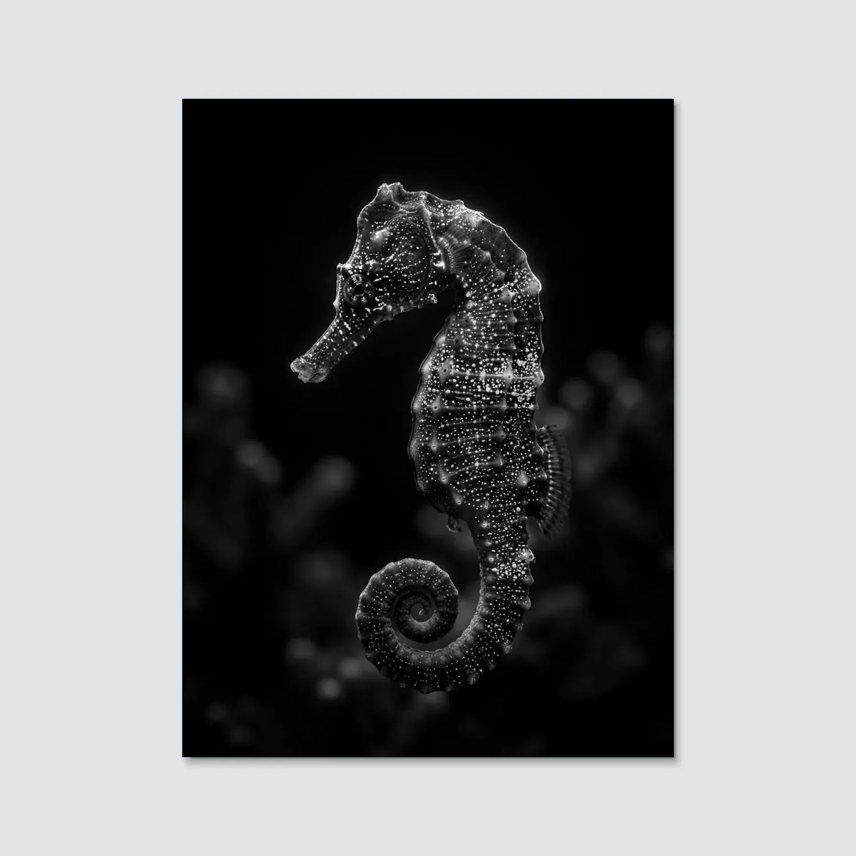 Tableau Hippocampe N&B | en Métal Format A3