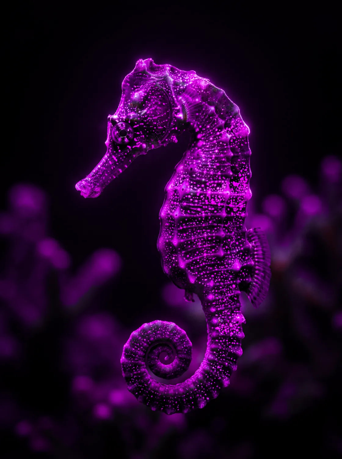 Tableau Hippocampe Violet | en Métal Format A3